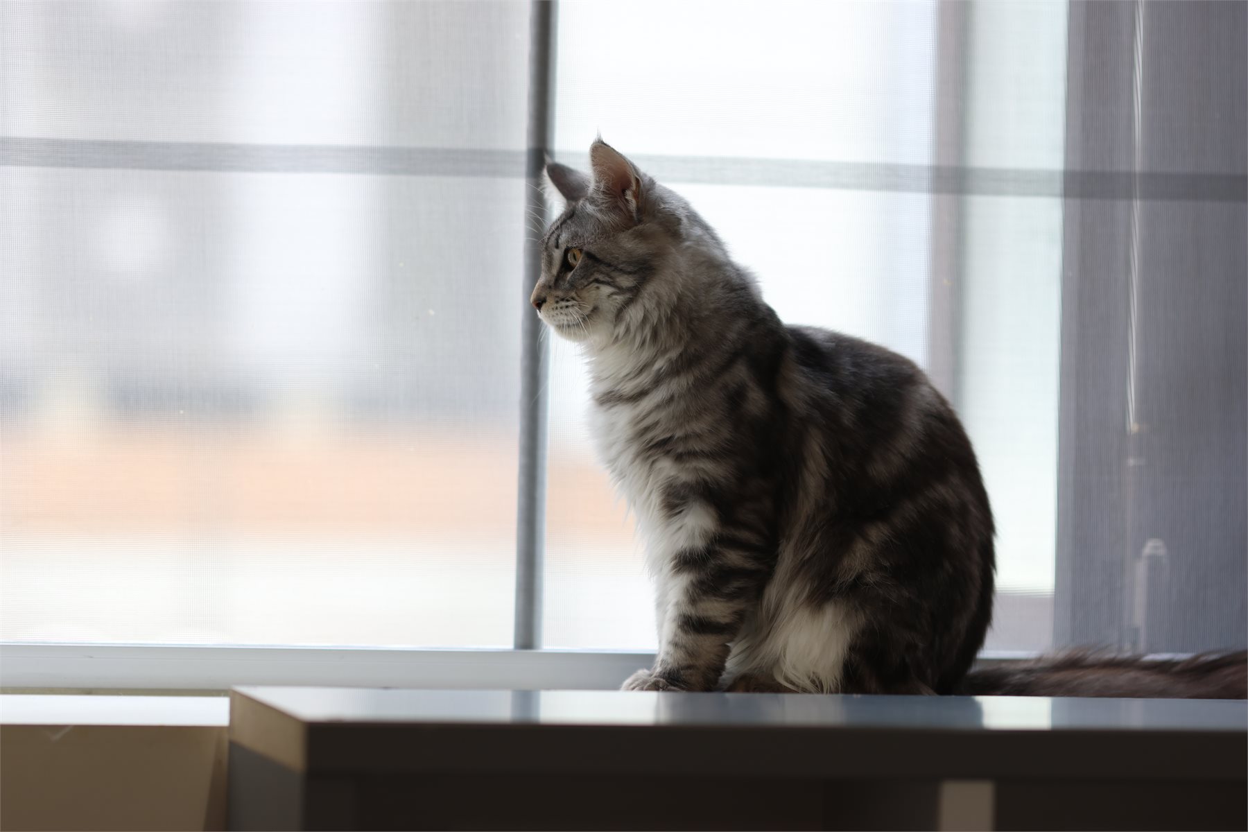 창가 곁에 앉아 있는 줄무늬 고양이