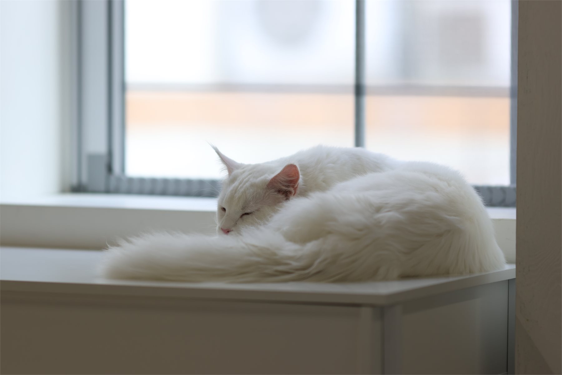 창가 선반에서 쉬고 있는 흰 고양이